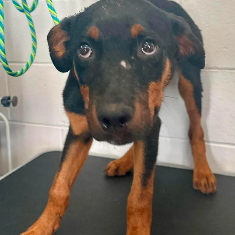 A baby small-sized male Black Doberman Pinscher dog named Kronk D for adoption in Minneapolis, MN