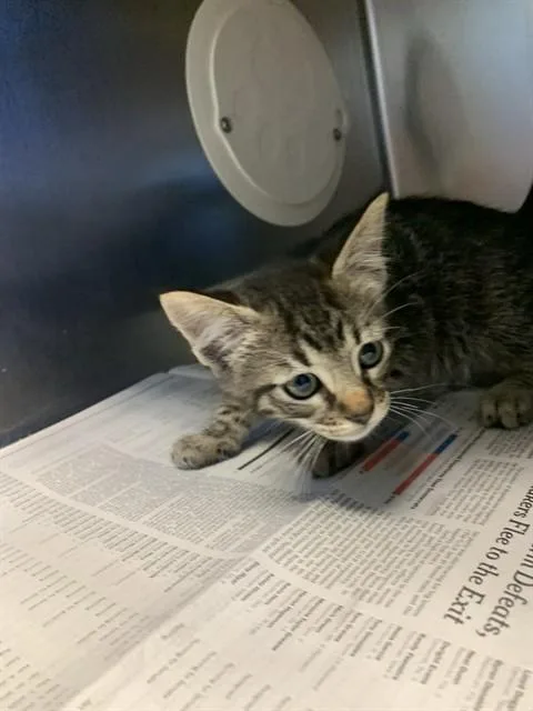 A baby small-sized female Domestic Short Hair cat named Cherry for adoption in San Jose, CA