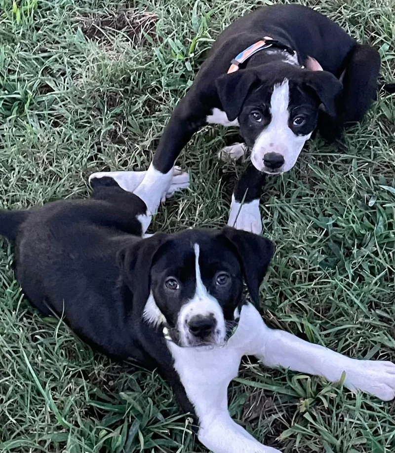 A baby medium-sized female Black Mixed Breed dog named Georgie for adoption in Branson, MO