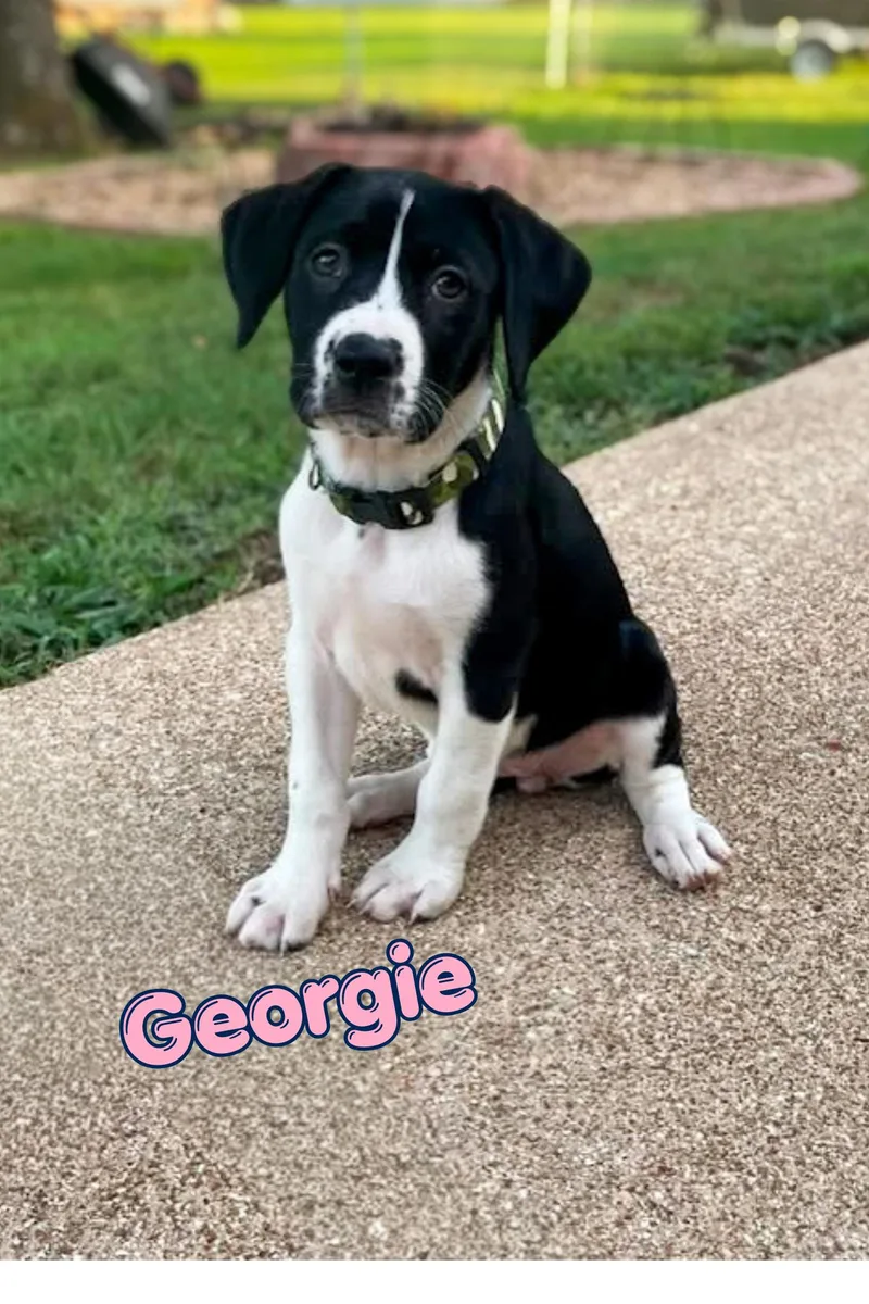 Georgie thumbnail 5