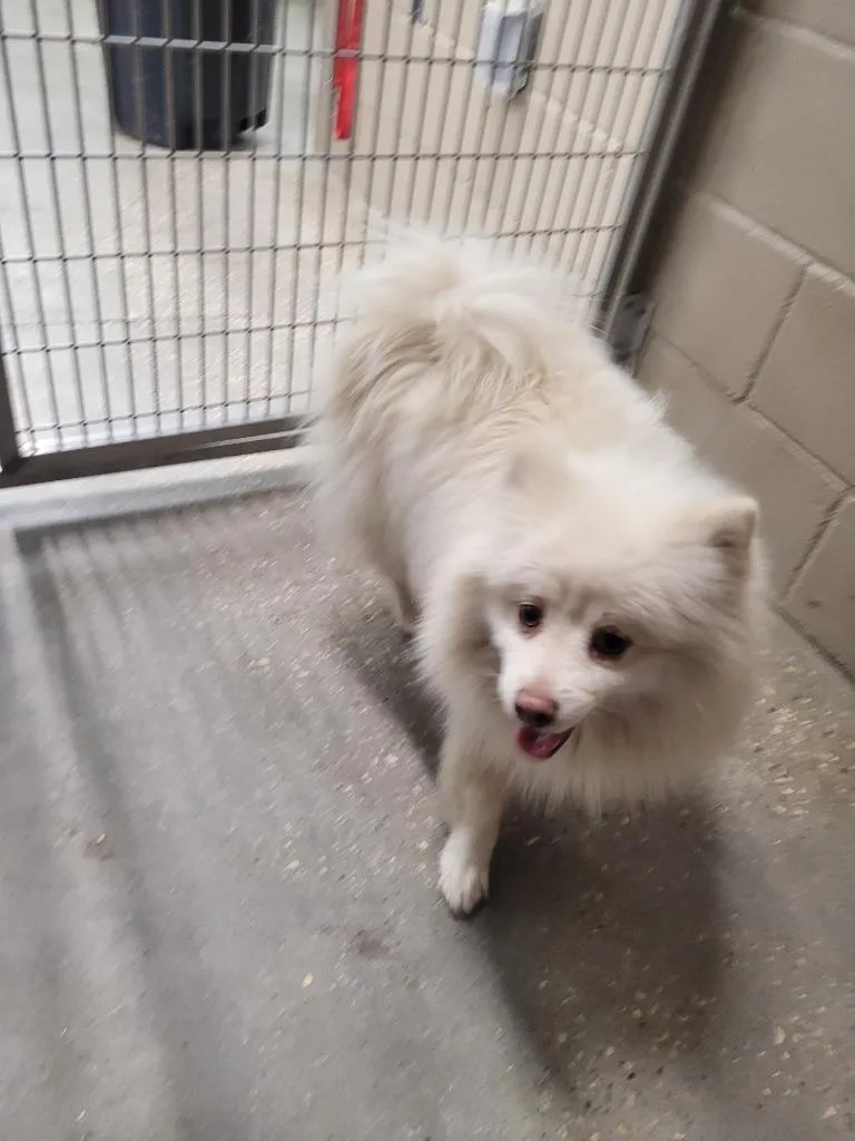 An adult medium-sized male Pomeranian dog named Cotton for adoption in Huntsville, TX