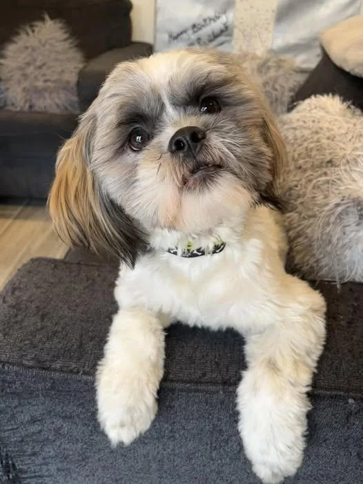 A young small-sized male Tricolor (Brown, Black, & White) Shih Tzu dog named Hobbes for adoption in Wyandotte, MI