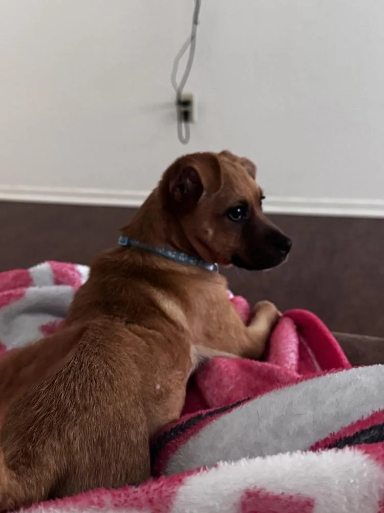 A baby small-sized male Brown / Chocolate Boxer dog named Woody for adoption in Clovis, NM