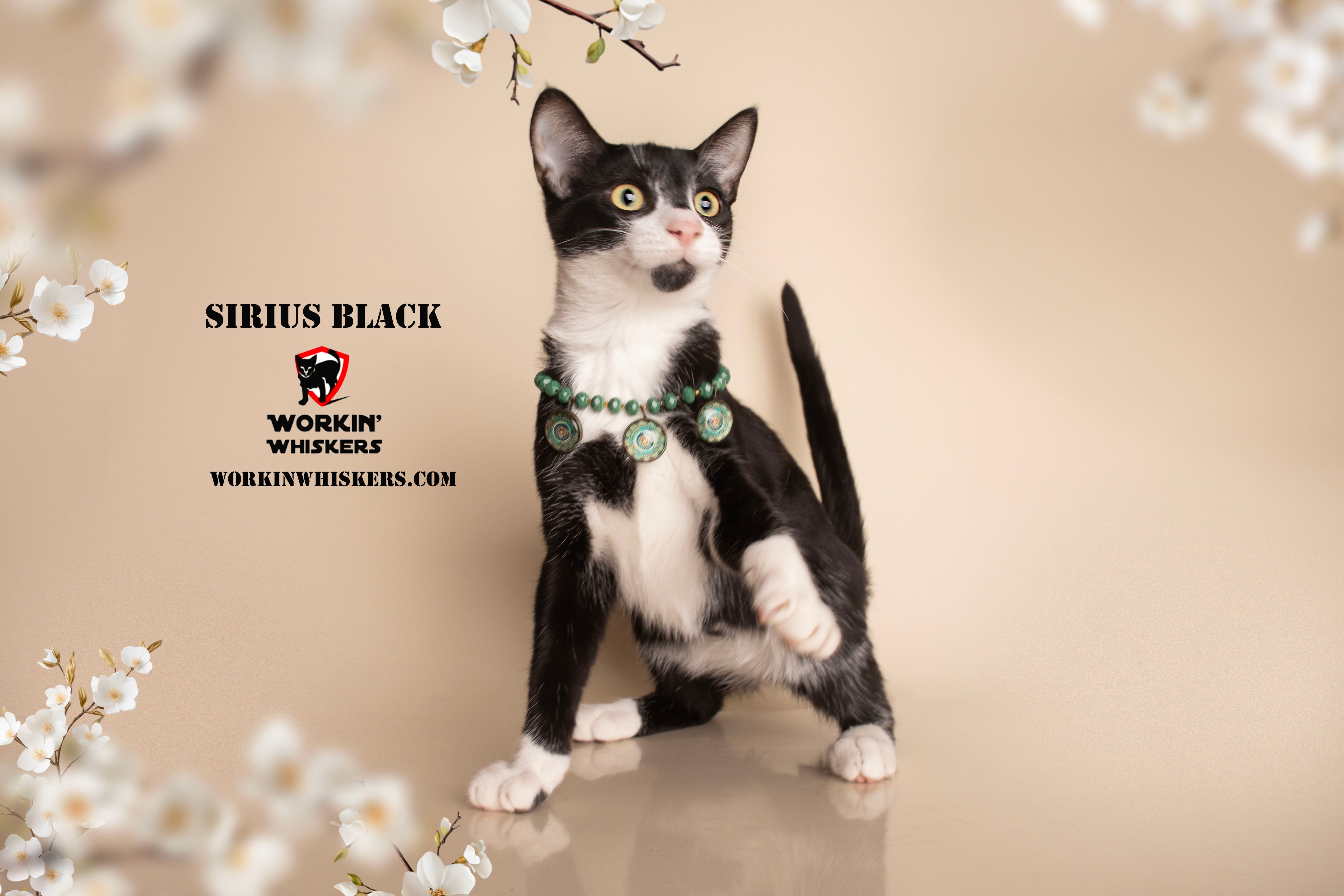 A young medium-sized male Black & White / Tuxedo Tuxedo cat named Sirius Black for adoption in HEMET, CA