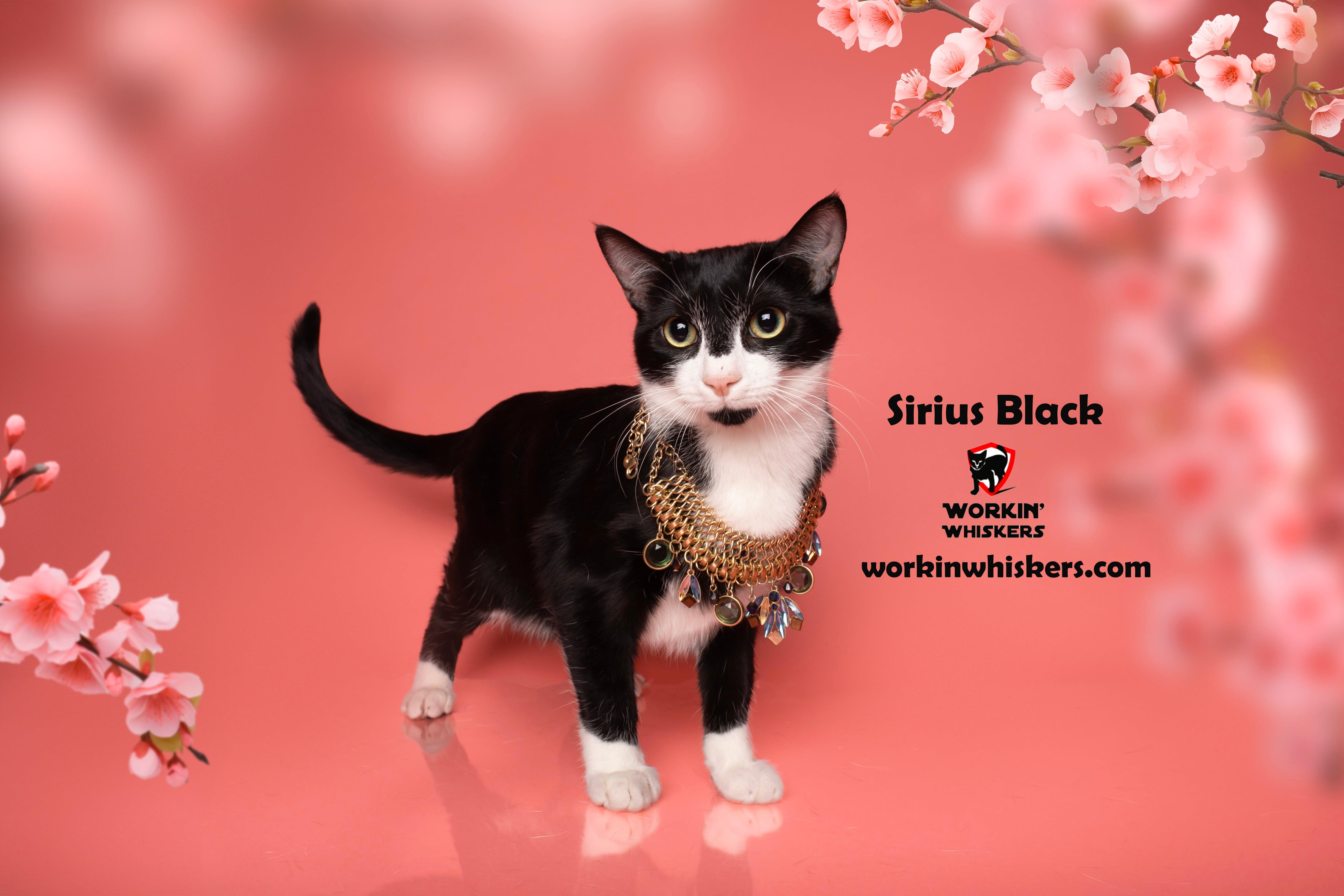 Sirius Black thumbnail 4