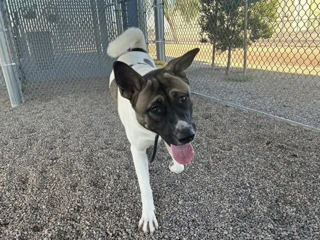 A young large-sized female Akita dog named Thalia for adoption in Mesa, AZ
