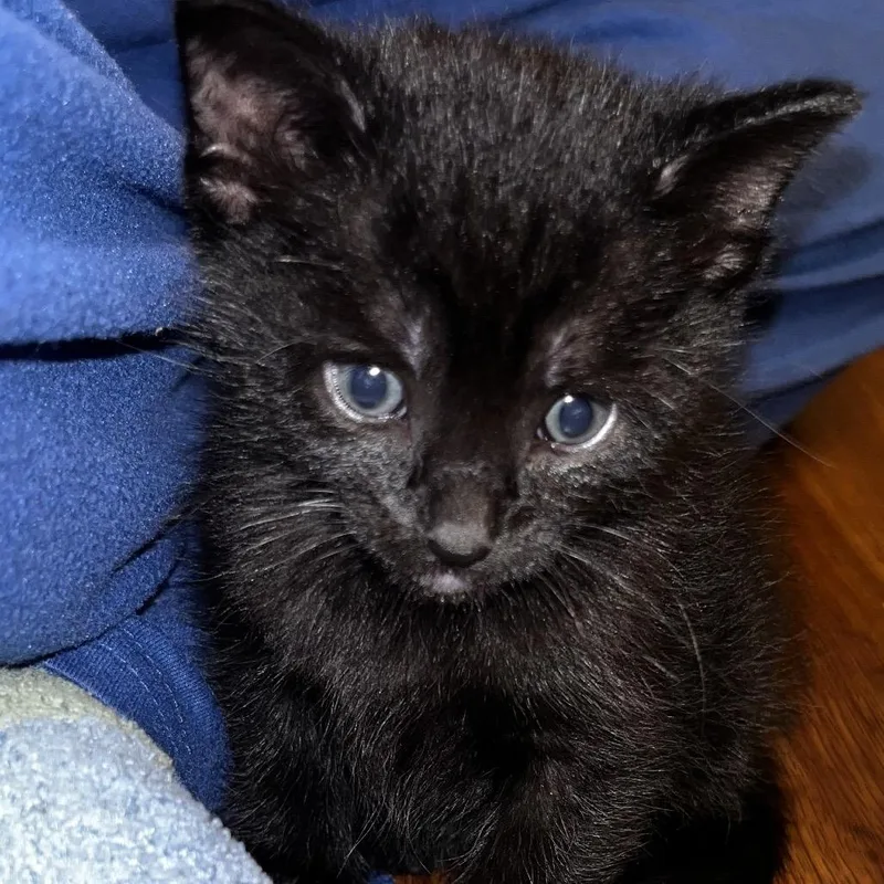 A baby small-sized male Black Domestic Short Hair cat named Hole In The Wall for adoption in Boerne, TX
