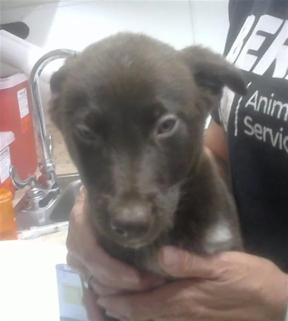 A baby small-sized male Labrador Retriever dog named Coco Puffs for adoption in Albuquerque, NM