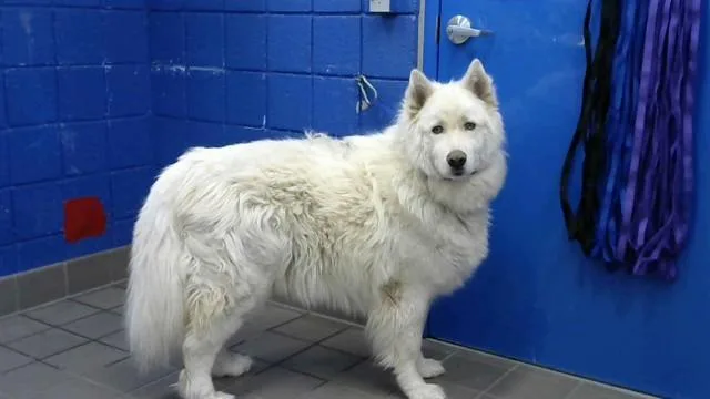 An adult large-sized male Husky dog named Kilo for adoption in Albuquerque, NM