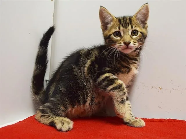 A baby small-sized male Domestic Short Hair cat named Howard for adoption in Sacramento, CA