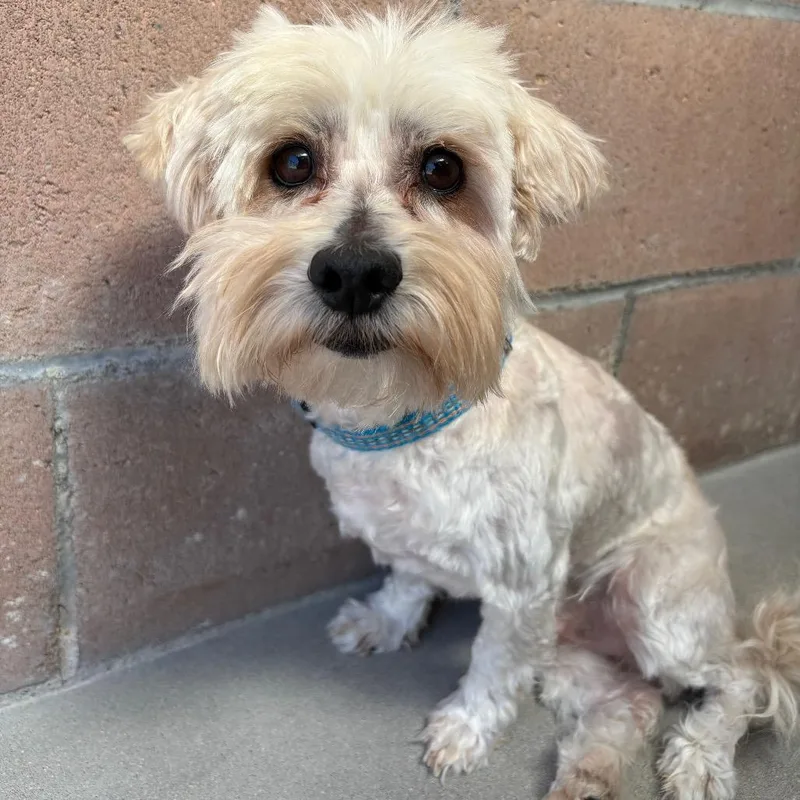 An adult small-sized male White / Cream West Highland White Terrier / Westie dog named Benson for adoption in Santa Barbara, CA