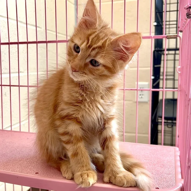 A baby small-sized male Orange / Red Domestic Medium Hair cat named Poe for adoption in Waynesboro, PA