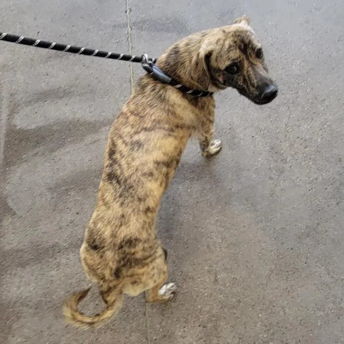 An adult medium-sized male Brindle Mixed Breed dog named Rusty for adoption in Las Cruces, NM