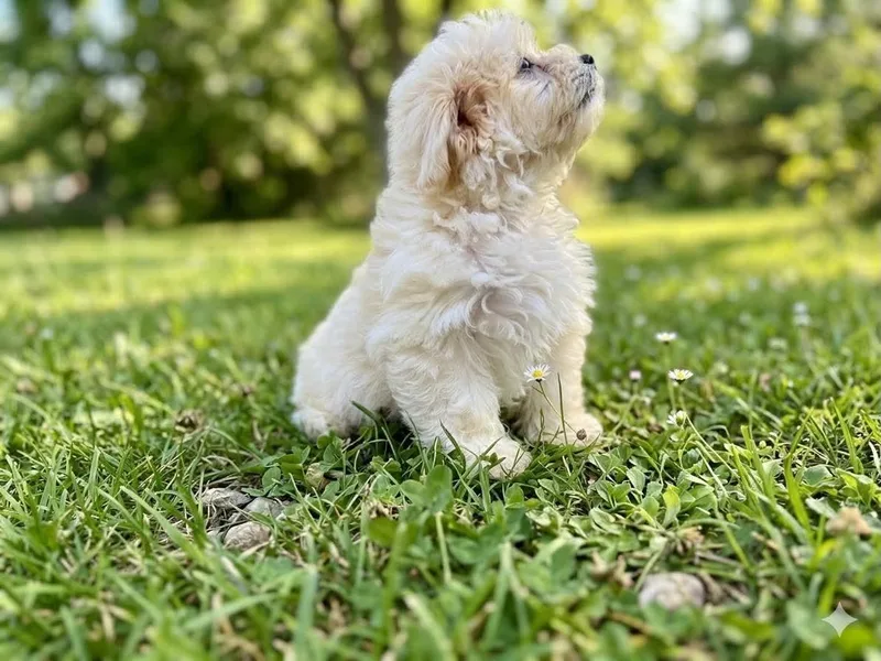 A baby small-sized female White / Cream Havanese dog named Lulu for adoption in Wheelersburg, OH