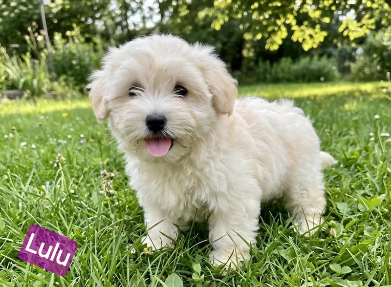 Lulu thumbnail 3
