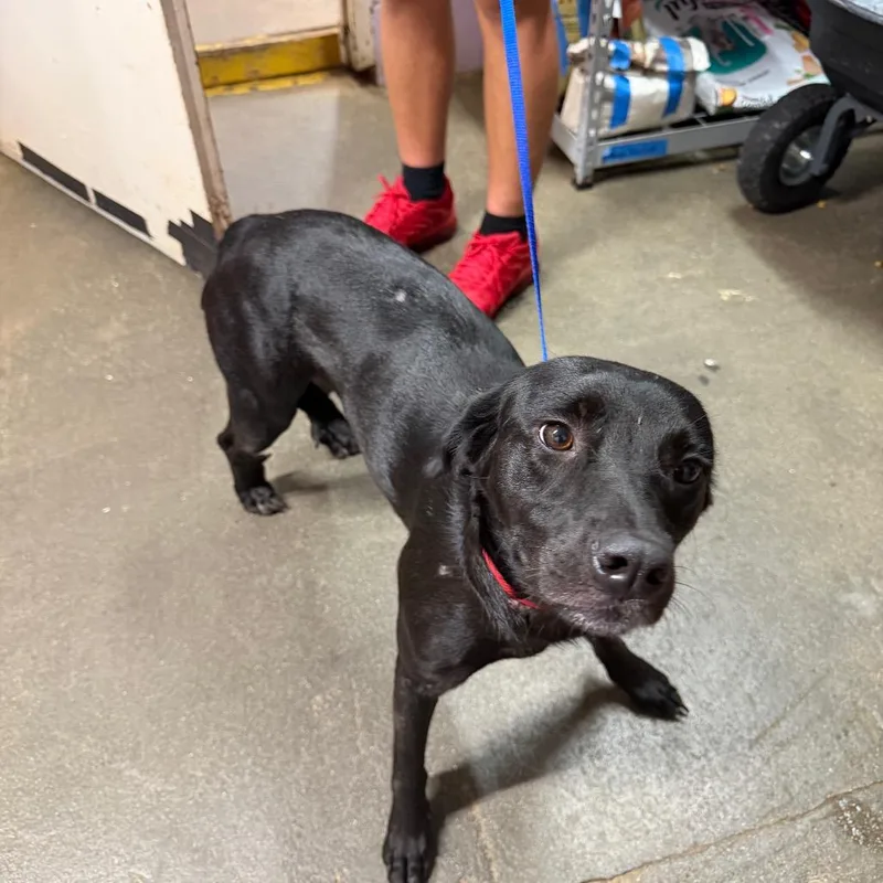 An adult medium-sized female Black Mixed Breed dog named Elowen for adoption in Jefferson city, TN