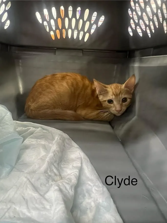 A young large-sized male Domestic Short Hair cat named Clyde for adoption in Glenfield, NY