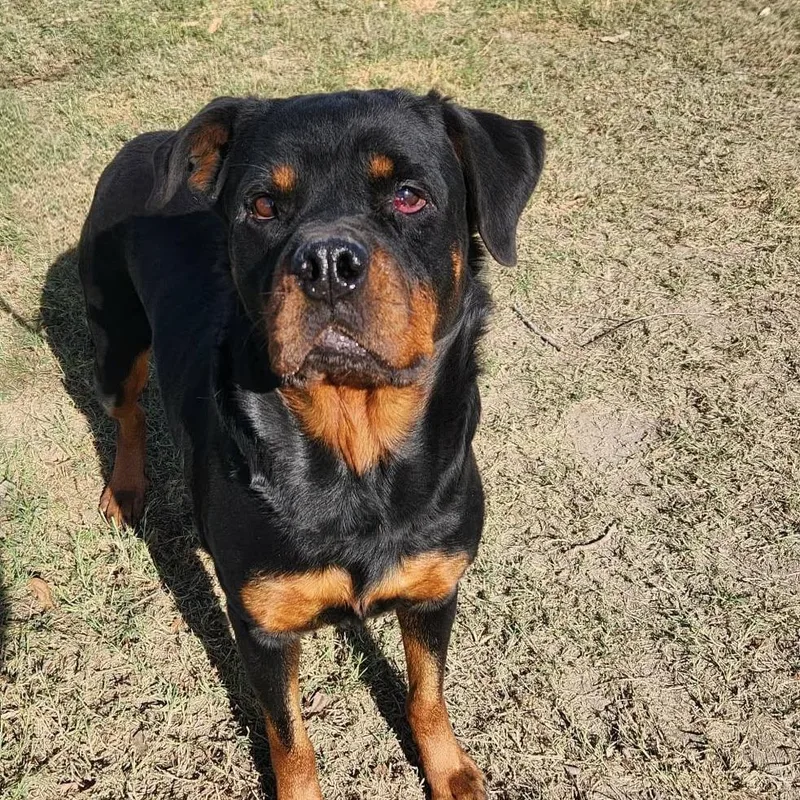 Penelope Rae Jum thumbnail 2