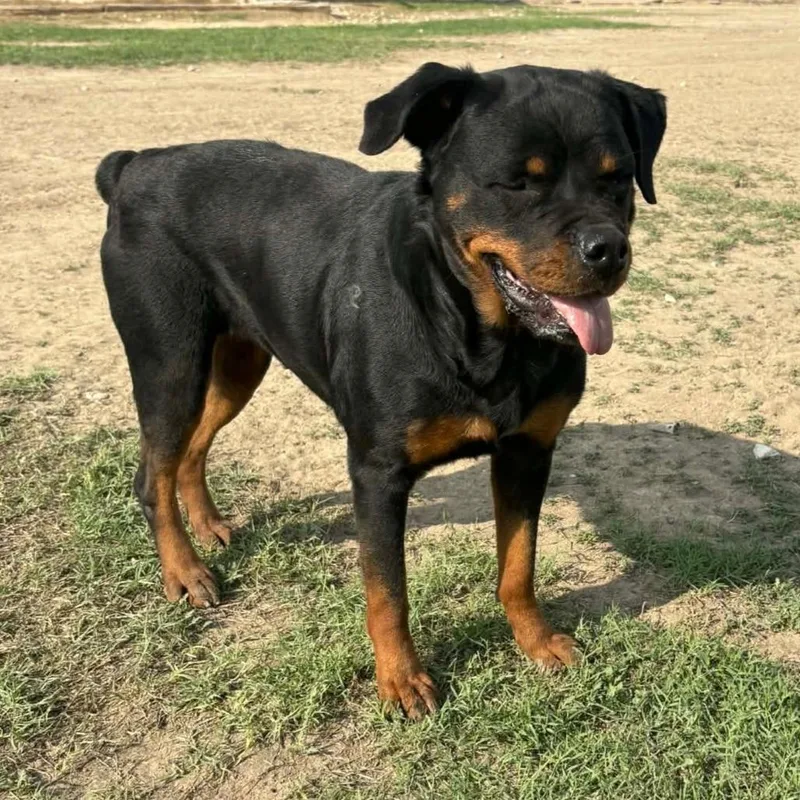 Penelope Rae Jum thumbnail 4