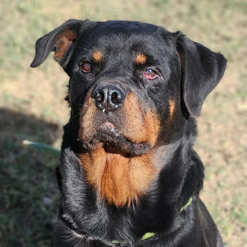 Penelope Rae Jum thumbnail 5