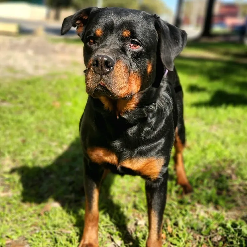 Penelope Rae Jum thumbnail 6