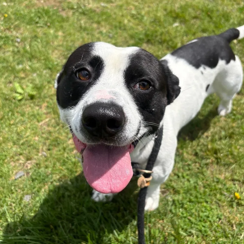 A young medium-sized male White / Cream Mixed Breed dog named Kiddo for adoption in Binghamton, NY