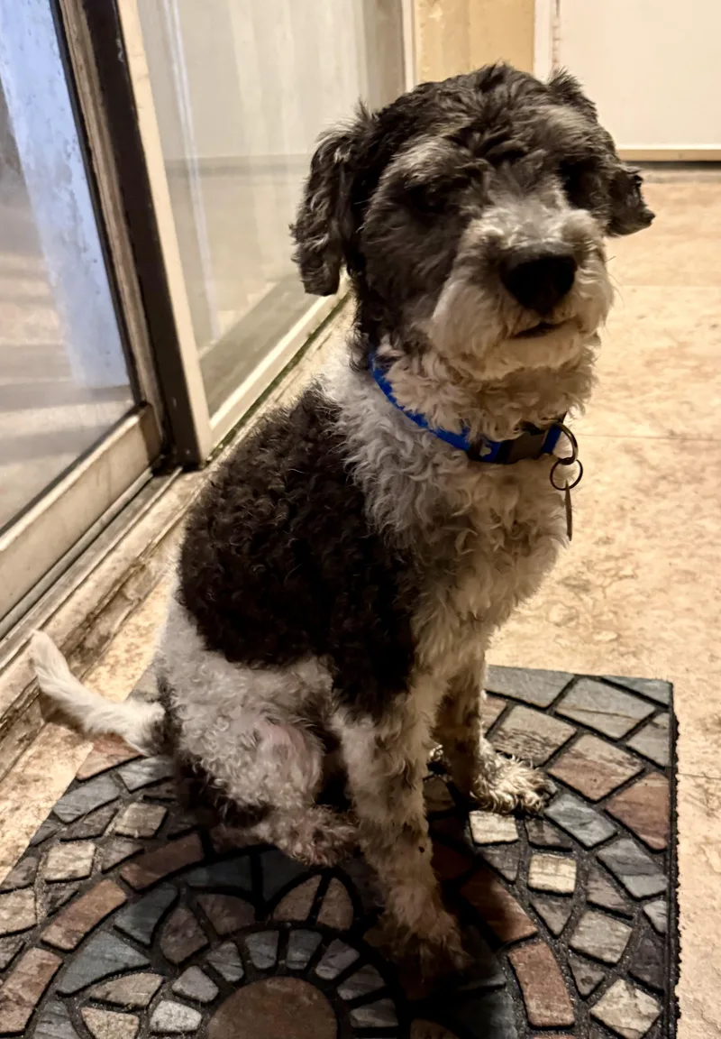 Hypoallergenic Mini Poodle Boy thumbnail 2