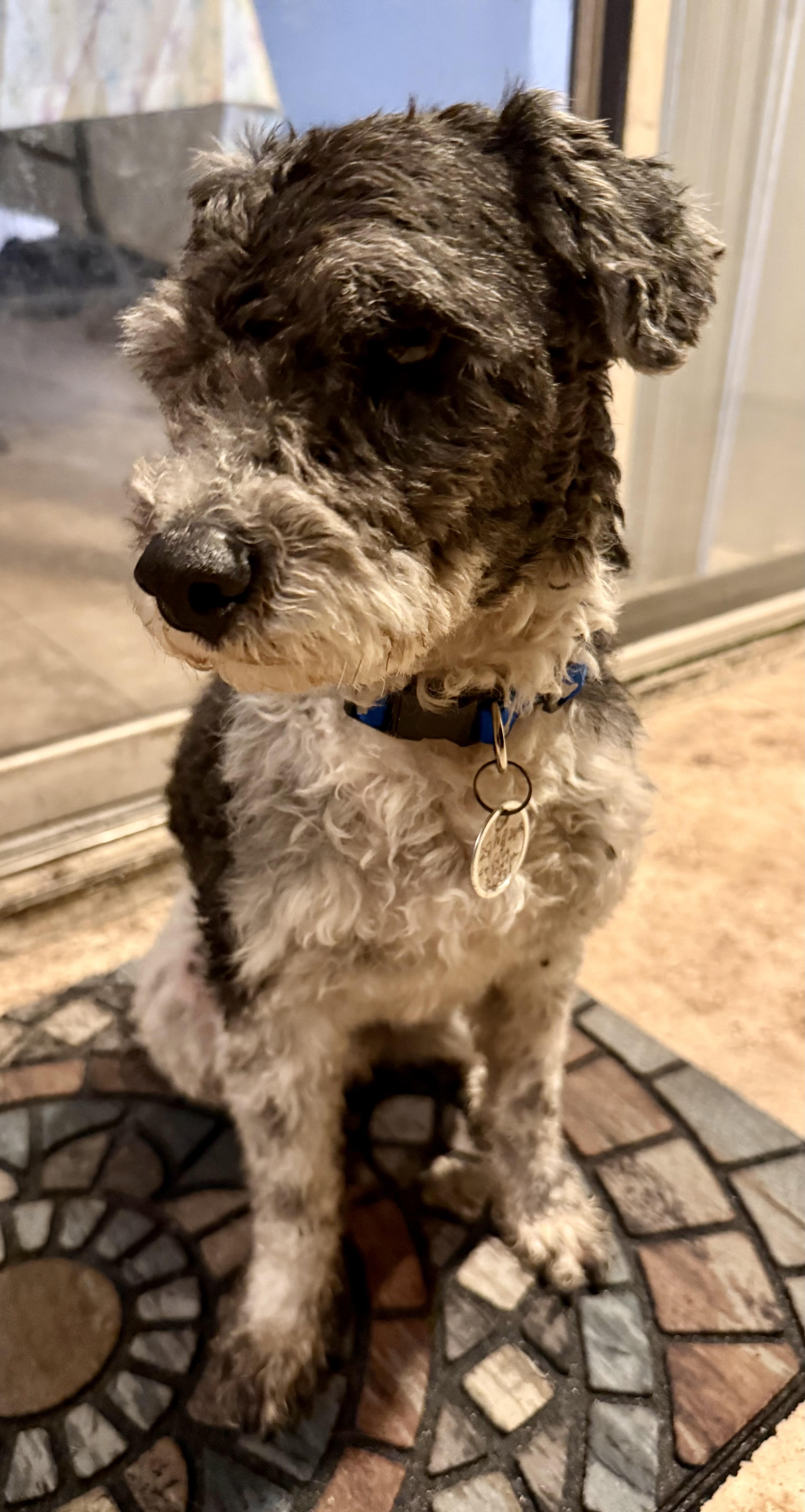 Hypoallergenic Mini Poodle Boy thumbnail 3