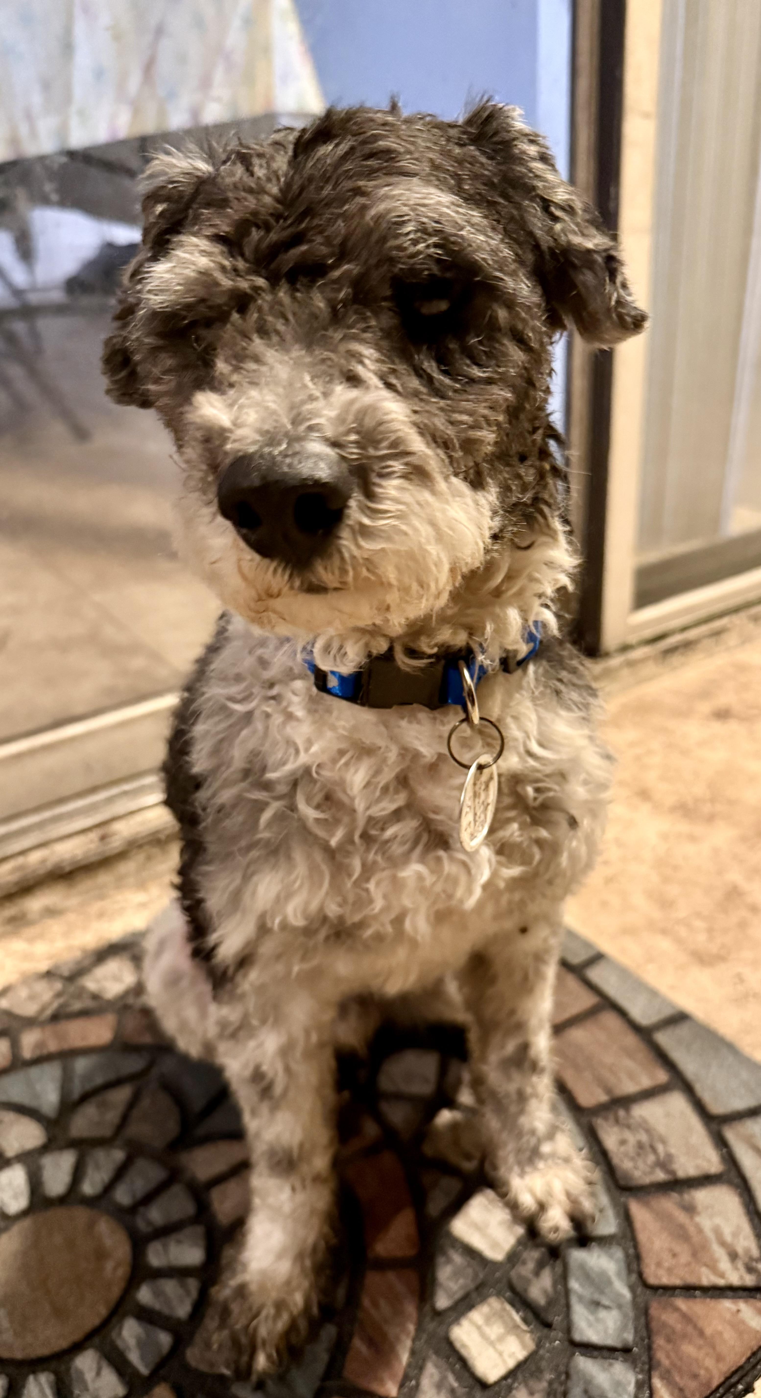 Hypoallergenic Mini Poodle Boy thumbnail 4