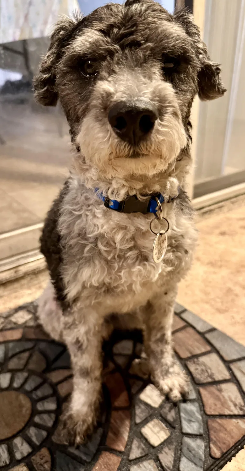 Hypoallergenic Mini Poodle Boy thumbnail 5