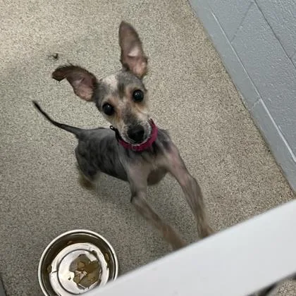 An adult small-sized male Mixed Breed dog named London for adoption in Wheaton, IL