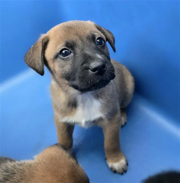 A baby medium-sized male Mixed Breed dog named Rolly for adoption in Dallas, TX