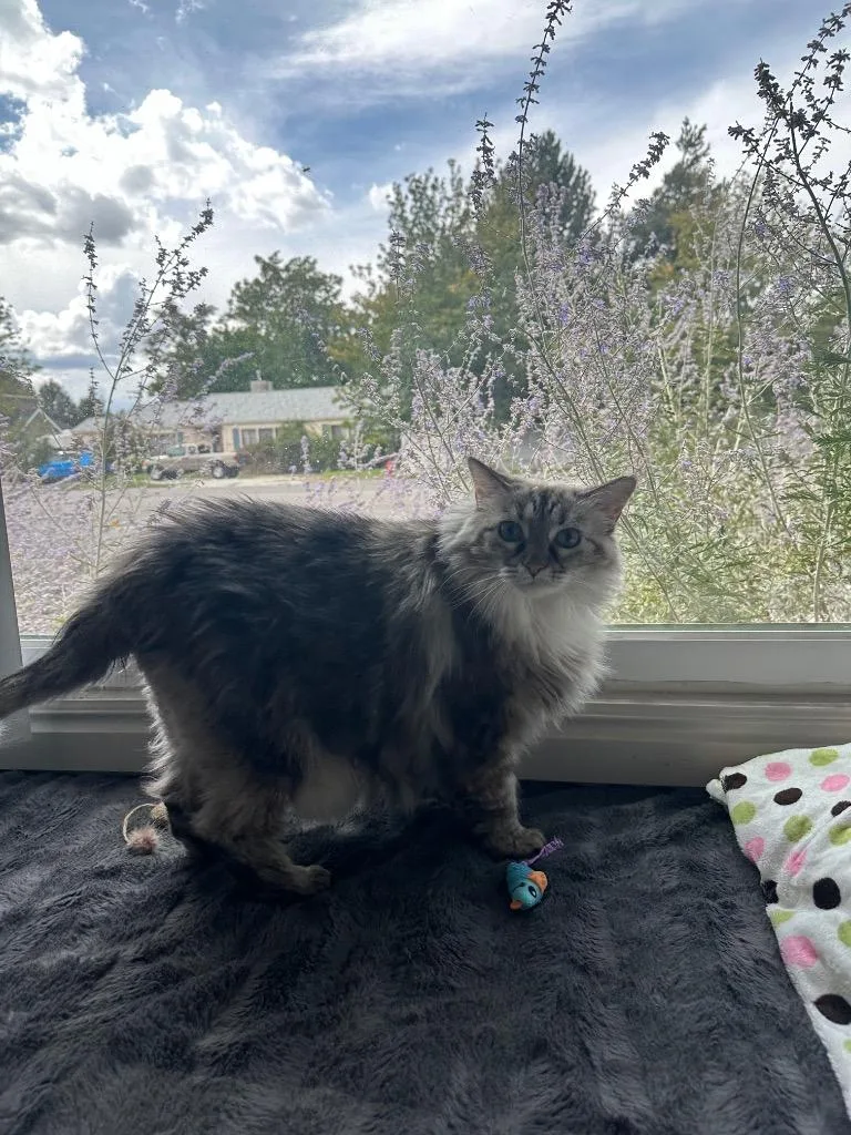 An adult large-sized female Domestic Long Hair cat named Millie for adoption in Sandy, UT