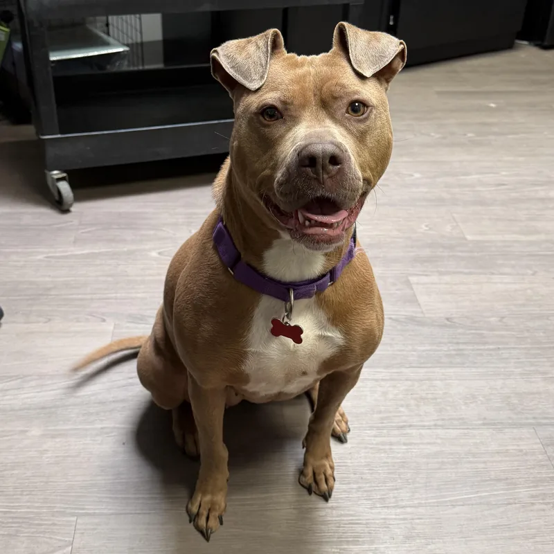 An adult medium-sized female Brown / Chocolate Pit Bull Terrier dog named Sandy for adoption in Detroit, MI