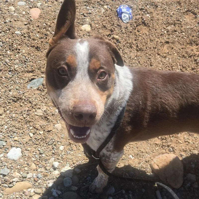 A young medium-sized male Red / Chestnut / Orange Border Collie dog named Red for adoption in Taos, NM