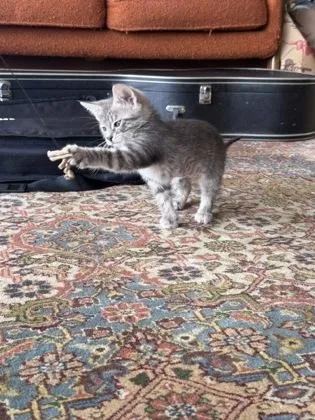 A baby small-sized female Domestic Short Hair cat named Storm for adoption in Seattle, WA
