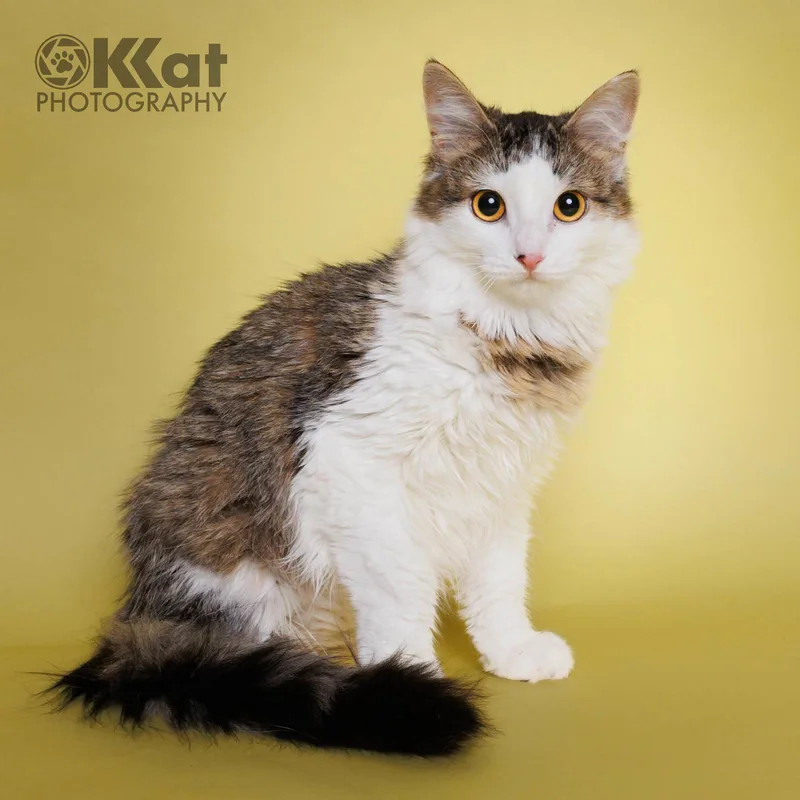 A young medium-sized female Domestic Long Hair cat named Zebby for adoption in Crescent, OK