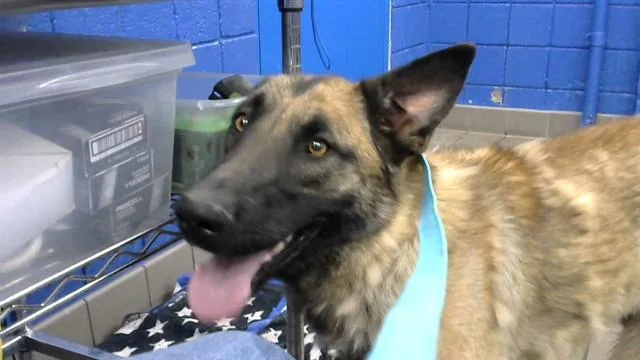 A young medium-sized female German Shepherd Dog dog named Dakota for adoption in Albuquerque, NM