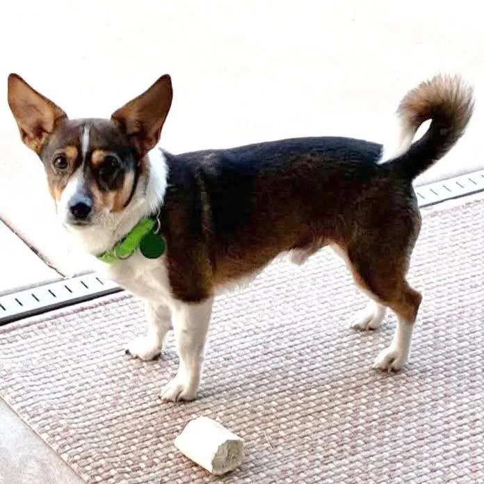 An adult small-sized male Corgi dog named Chino for adoption in Oklahoma City, OK