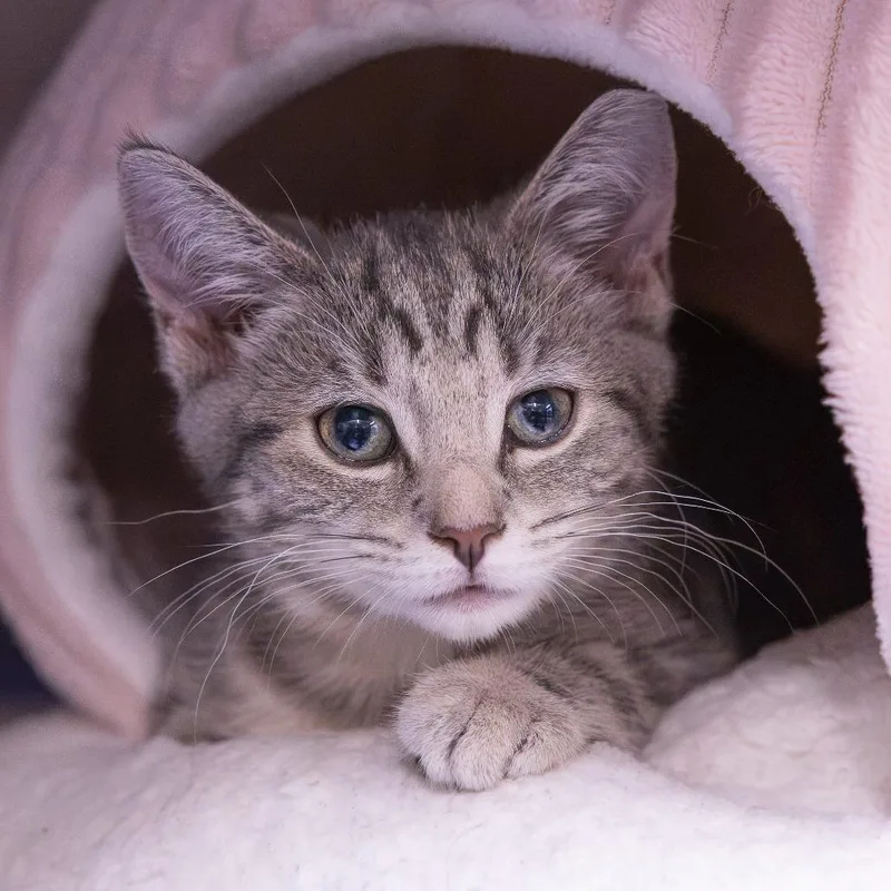 A baby small-sized female Gray / Blue / Silver Domestic Short Hair cat named Blueberry for adoption in Mentor, OH