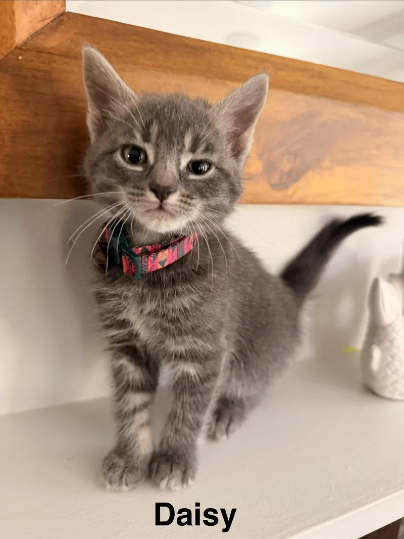 A baby medium-sized male Gray / Blue / Silver Domestic Short Hair cat named Poppy's Litter Of Five for adoption in Marblehead, MA