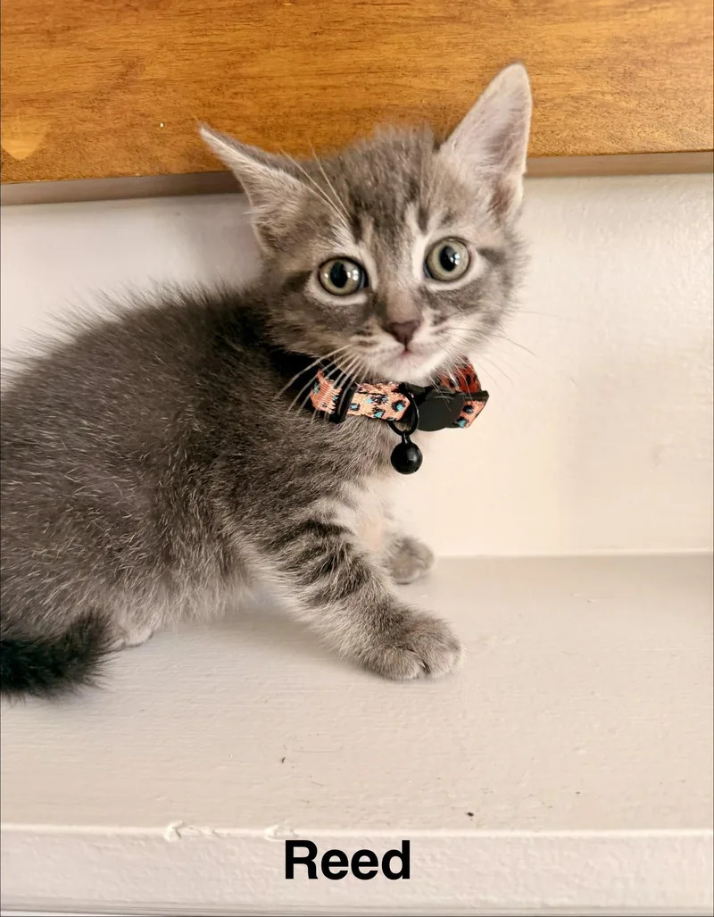 Poppy's Litter Of Five thumbnail 2