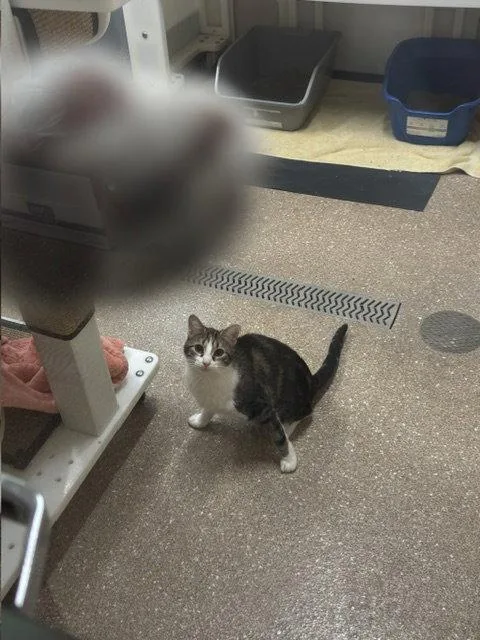 A young small-sized female Domestic Short Hair cat named Cassie for adoption in Holland, MI