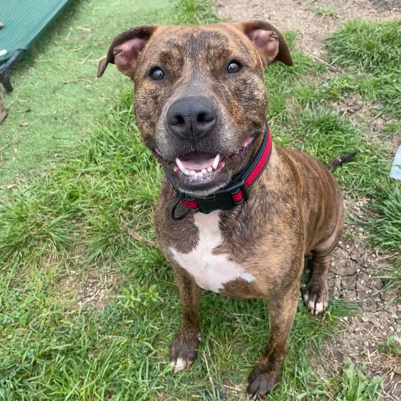 An adult large-sized male Brindle Pit Bull Terrier dog named Achilles for adoption in Justin, TX