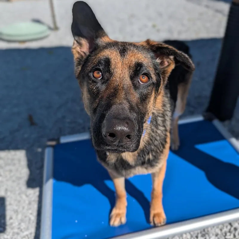 An adult large-sized female Mixed Breed dog named Greta for adoption in Hendersonville, NC