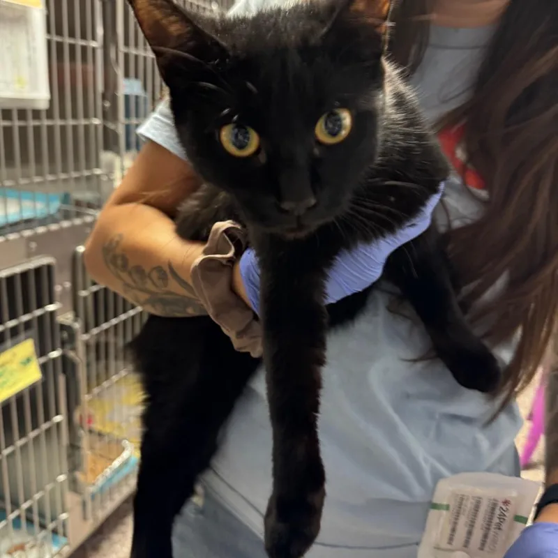 An adult medium-sized female Black Domestic Short Hair cat named Edwina for adoption in Salt Lake City, UT