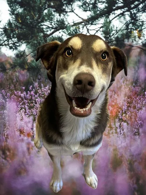 An adult large-sized female Australian Shepherd dog named Blossom for adoption in Thousand Palms, CA