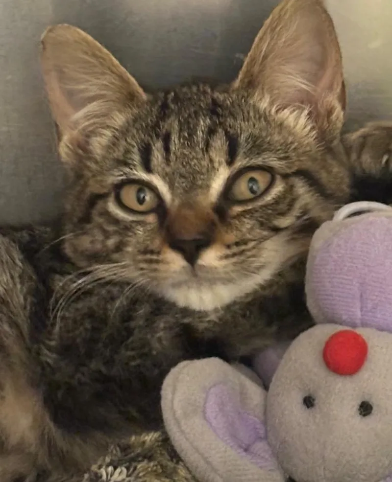 A young small-sized male Domestic Short Hair cat named Andy for adoption in Elizabethton, TN