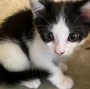 A baby small-sized female Domestic Short Hair cat named Zomba for adoption in Washington, DC