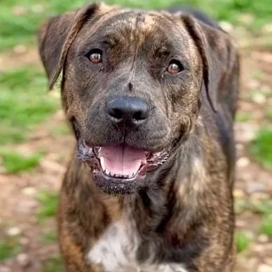 An adult medium-sized female Brindle Mixed Breed dog named Brynn for adoption in Washington Township, OH